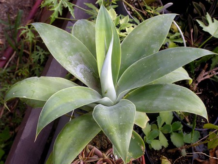 Agave attenuata